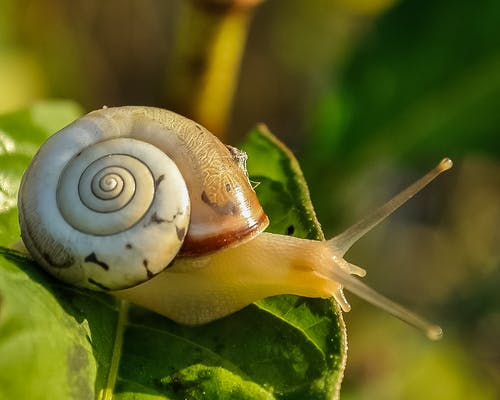 The Profits And Hazards Of Using Snail Extracts On Your Face And Skin