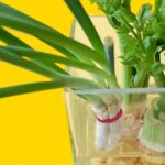 Top 7 Herbs to Have in Your House For Wellness And Health