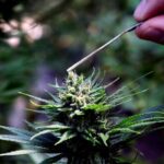 Best Five Effects of Delta 8 THC