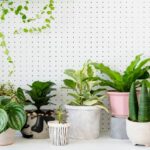 SUGGESTIONS FOR GROWING SPECIES OF POTTED PLANT FROM ONLINE DELIVERY