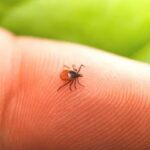 8 Methods for Eliminating Ticks