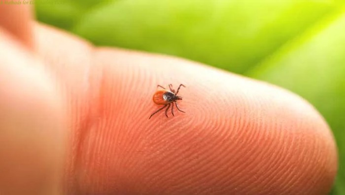 8 Methods for Eliminating Ticks