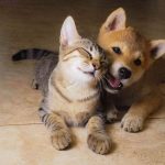 How to Avoid Pet Odours in Your Home